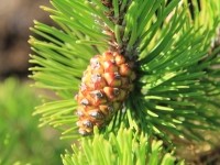 Pinus mugo Zundert - сосна горная Зюндерт