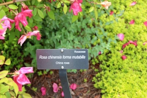 Роза китайская мутабилис